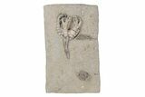 Fossil Crinoid Plate (Two Species) with Starfish - Indiana #215819-1
